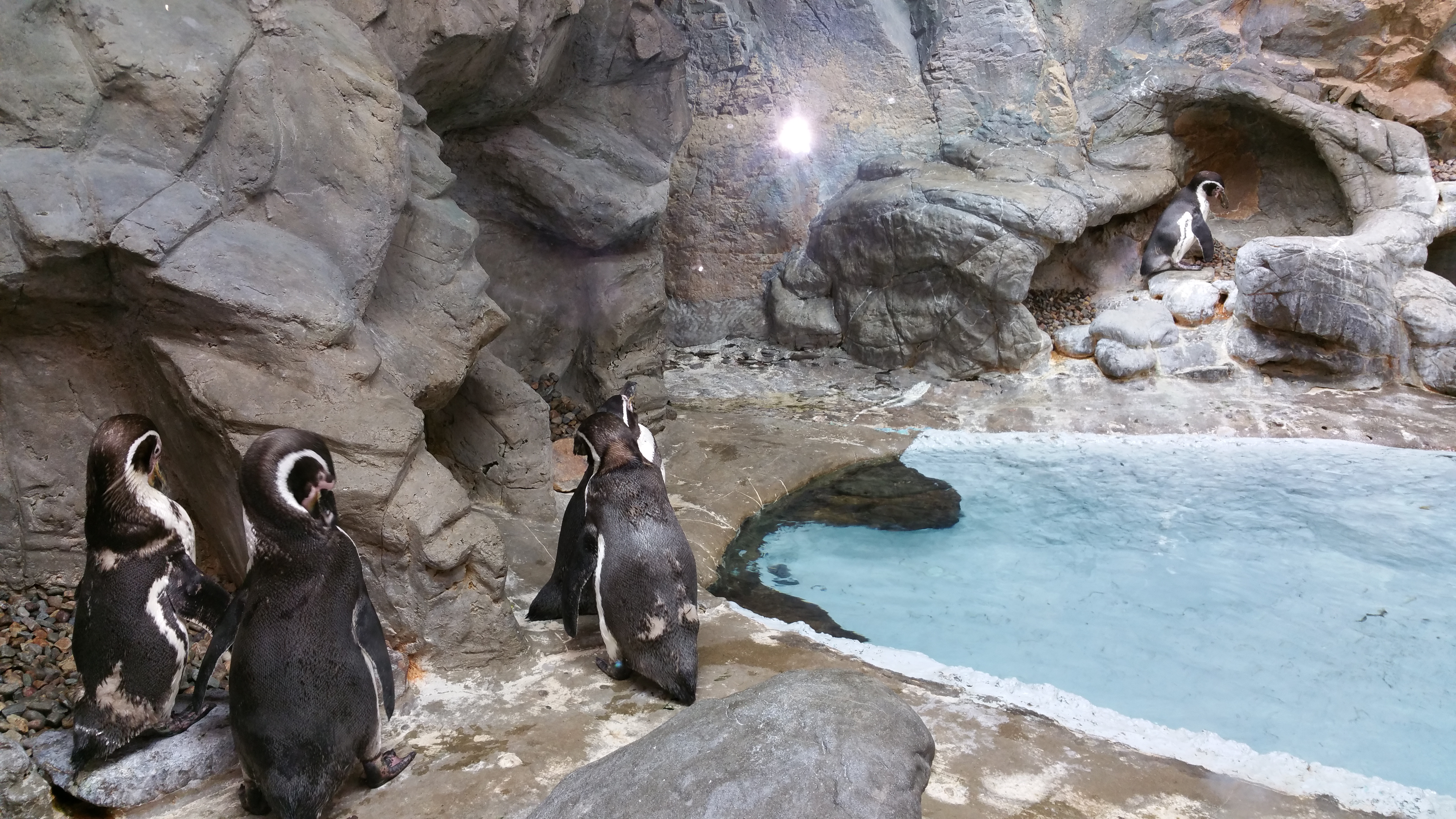 Penguins at Aquarium of the Niagara Falls State Park, NY, USA